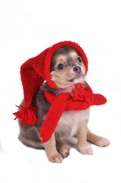 Funny Puppy in Gnome Dressing