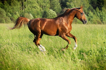 chestnut arabian stallion runs gallop