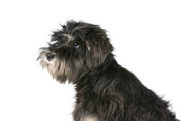 little zwergschnauzer