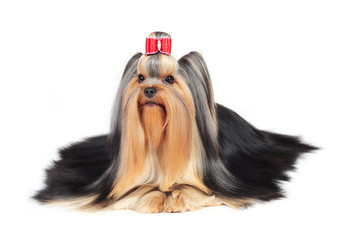 yorkshire terrier on a white background in studio