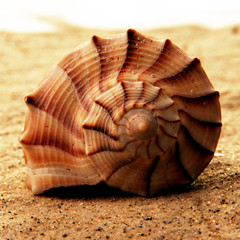 Muschel spiralförmig