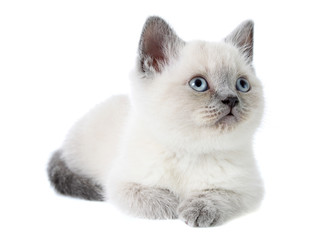 Fototapeta premium small cat, isolated.