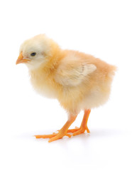 Small chicken