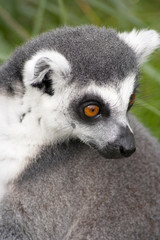Ring-tailed Lemur close-up