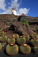 Kakteen im Jardin de Cactus auf Lanzarote