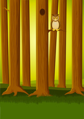 Owl in the forest