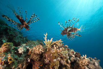 lionfish and ocean.