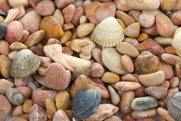seashells and stones