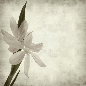 textured old paper background with Schizostylis coccinea, light