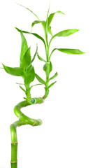 Isolated lucky bamboo