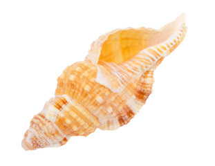 seashell