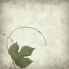 textured old paper background with green hops plant