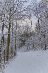 Winterlandschaft im Wald