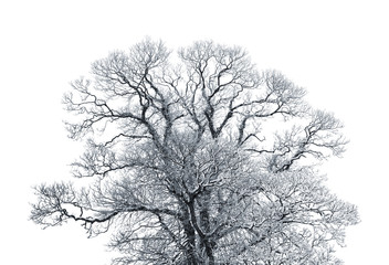 decidious tree covered in thick snow isolated