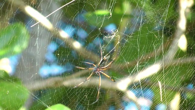 Palmspinne im Wind (Nephila Inaurata)