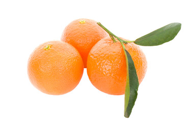 three tangerines with leaves