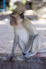 Naklejka premium Macaque monkey