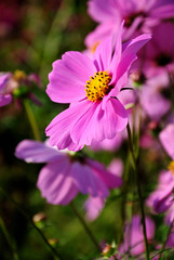 Obraz premium cosmos