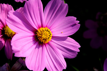 Fototapeta premium Cosmos