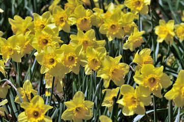 Daffodil