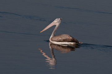 Spot Billed Pelican
