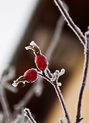 dogrose berries in hoarfrost