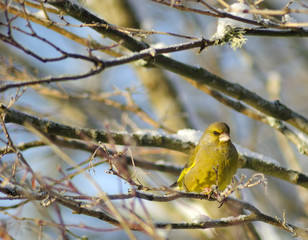 Greenfinch bird on a garden tree