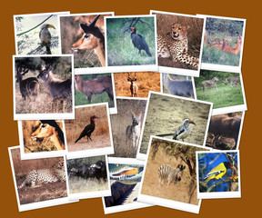Fototapeta na wymiar South African Wild Life Collage