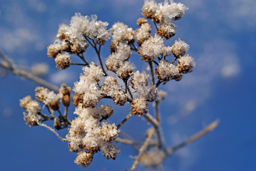 Ice Crystals on Winter Flower © Taina Sohlman
