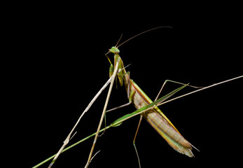 Mantis on grass 1