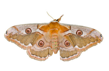 Butterfly (Saturnidae) 3