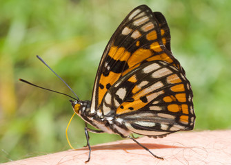 Butterfly (Sephisa dichroa) 3