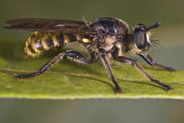 fly hunter