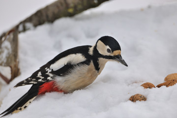 Buntspecht an der Winterfütterung