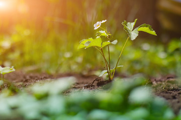 strawberry plant with flower