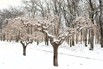 необычные деревья в снегу - obrazy, fototapety, plakaty