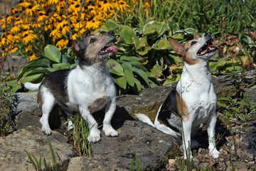 Jack Russell Terrier