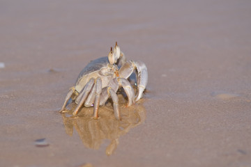 Red Sea Crab