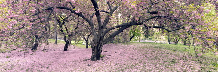 Fototapeta premium Cherry trees in full bloom