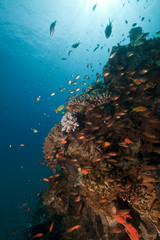 Fototapeta na wymiar tropical reef scene.