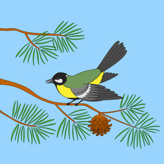 Titmouse on a pine branch