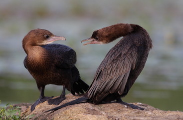 Pygmy cormorant