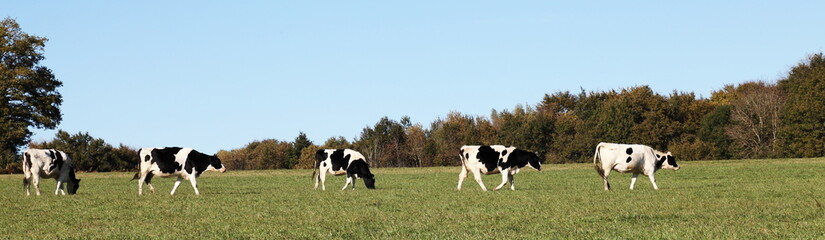 Black and White Dairy Cows Panorama Banner