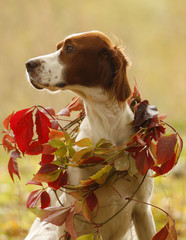 irish red&white setter