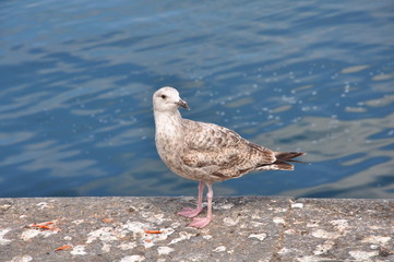 Juvenile Herring Gull