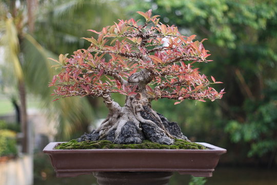 Banyan or ficus bonsai tree .