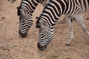 Fototapeta na wymiar zwei Zebra bei der Nahrungsaufnahme