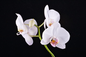 Fototapeta na wymiar White orchid