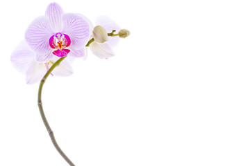 orchid