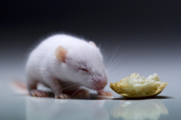 Mouse and bread